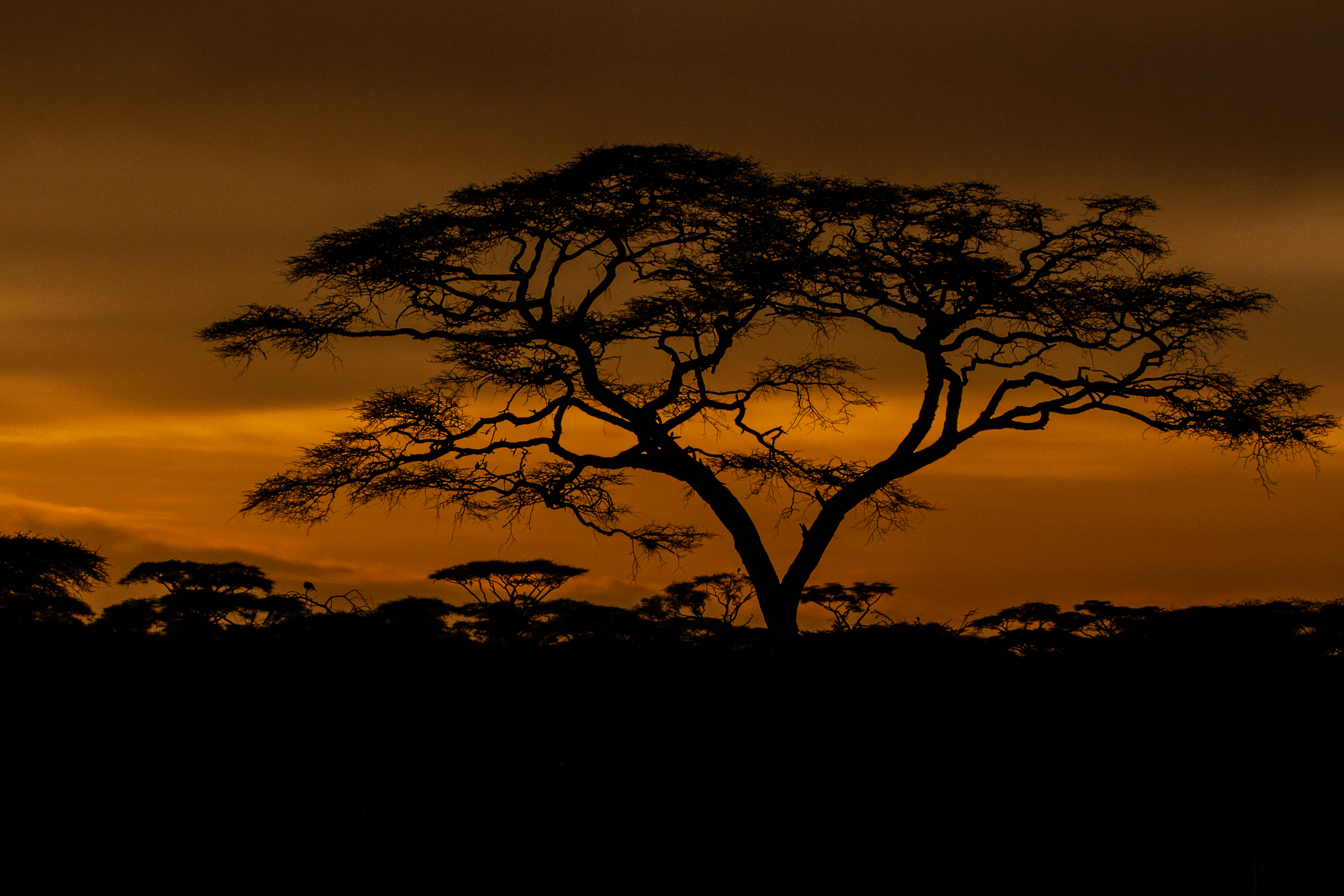 Kenya-Tanzania Cross-Border VIP Safari